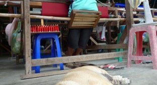 Производство тайского шелка (13 фото)