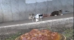 Доставка кошачьей еды