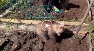 Ведмедик допомагає садити картоплю