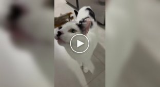 Кішка з незвичайним нервовим тиком