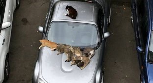 Прикольные картинки. Выпуск 3651