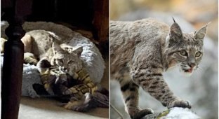 An American woman came home and saw a lynx on a dog bed (4 photos)