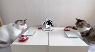 Cats use the bell to get food from their owner