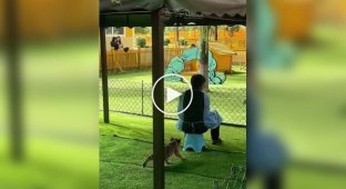 Жуткое нападение амурского тигра на человека попало на камеры в провинции Хэйлунцзян