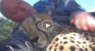 At first glance, a cheetah is a bloodthirsty predator, but this man proved otherwise