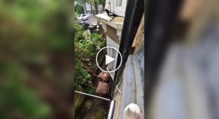 A day in the life of a cat from the first person