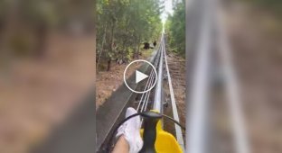 Неожиданная встреча с медведями