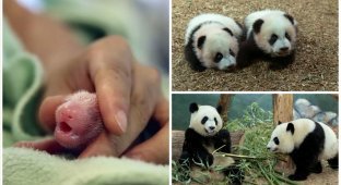 Беременная панда сделала зоопарку неожиданный подарок (12 фото + 1 видео)