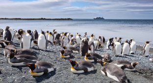 Остров пингвинов (14 фото)