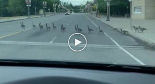 Geese crossing the road drove a woman into hysterics