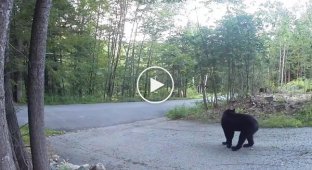 «Врятуйте-допоможіть!»: на відео потрапив ведмідь, який злякано тікає від кота