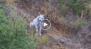 Редчайшая пиренейская рысь со светлой шерстью впервые снята на видео в Испании