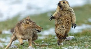 Как квадратноголовые лисы кошмарят тибетскую фауну (5 фото)