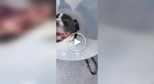 Реакція собаки на зняття конуса через місяць носіння