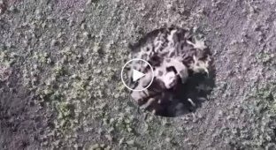 A Russian on the battlefield makes an obscene gesture at the camera of a Ukrainian drone, and a moment later dies, torn apart by a drop