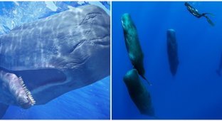 Sperm Whale: a unique animal that has no equal (7 photos)