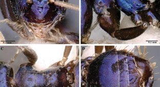 В отдаленной индийской долине Сианг открыт необычный вид синих муравьев (2 фото)