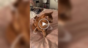 A curious cat got stuck in a coat rack
