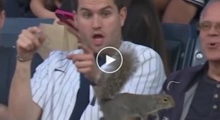 A full palette of emotions: the reaction of spectators to the appearance of a squirrel