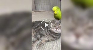 Cats and parrots under one roof