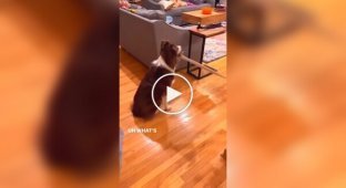 An epic fight between a dog and a vacuum cleaner was caught on video