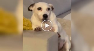 Dog fails to hide from the kids