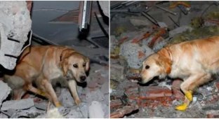 In Turkey, a dog with injured paws found 5 people under the rubble (4 photos)