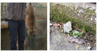 Британский город атаковали полчища огромных крыс (5 фото)