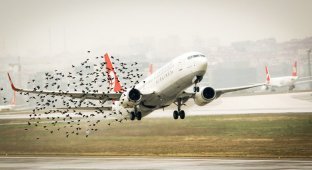 Что будет, если самолет столкнется с птицей? (3 фото)