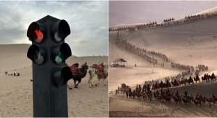 У китайських дюнах співають з'явилися пробки з верблюдів (3 фото + 2 відео)