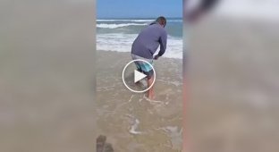Кто прячется в песке на пляже