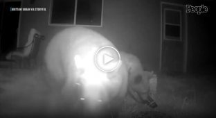 The camera captured a bear family instead of a leprechaun