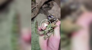 Lizard that looks like a small dragon
