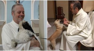A priest from Brazil saves stray dogs (20 photos)