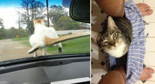 24 доказательства того, что кот всегда найдет себе место (25 фото)