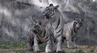 Посетителям индийского зоопарка показали белых тигрят (6 фото)