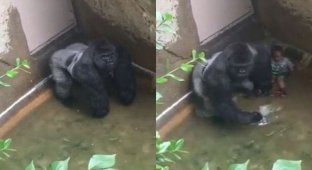 В американском зоопарке застрелили 17-летнюю гориллу, в вольер к которой упал ребенок (4 фото + 1 видео)