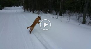 What happens to dogs when they see snow for the first time?