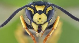 They sting for no reason: drunken German wasps attack local residents (3 photos)