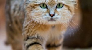 Шерстяной обитатель пустыни Барханная кошка (6 фото)