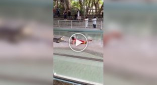 A brave guy greeted a crocodile