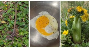 22 случая, когда мать-природа включила режим «рояль в кустах» (23 фото)