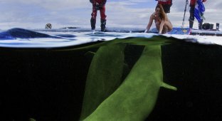 Naked woman in ice water with whales (9 photos)