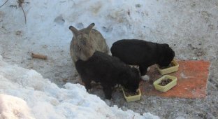 In the Omsk region, an escaped rabbit saved puppies and replaced their murdered mother (4 photos)