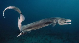 Prehistoric shark that lives today (6 photos)