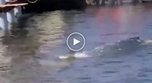 В Выборгском заливе заметили горбатого кита