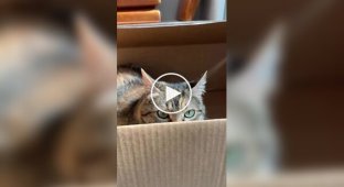Selecting a box for a cat