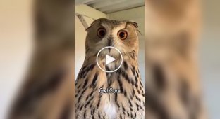 Смешные и милые совы