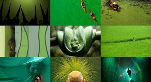 Оттенки зеленого (38 фото)