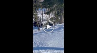 В Шерегеше грозный глухарь атаковал сноубордиста